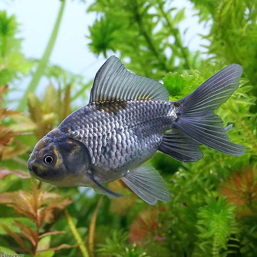 青文魚 9~12cm(1匹)