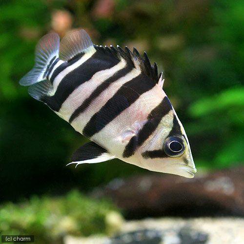 ダトニオプラスワン Sサイズ(約3.5~7cm)(3匹)