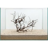一点物 ブルームウッド 45cm水槽用 896909