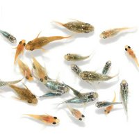 無選別 ダルマ~半ダルマメダカミックス 稚魚(3匹)