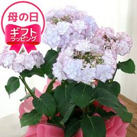 西洋アジサイ KEIKO ブルー 5号(1鉢)  5月5日~5月12日にお届け