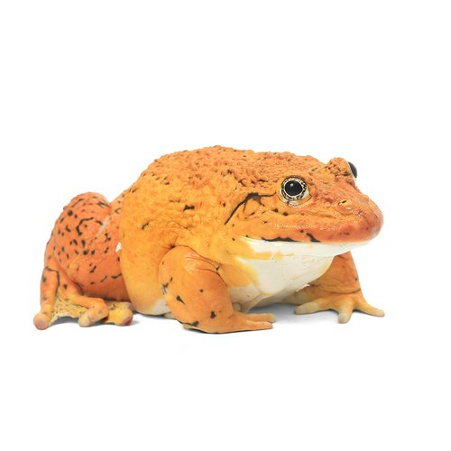 一点物 ババトラフガエル Lサイズ 色彩変異個体 810799 (1匹)